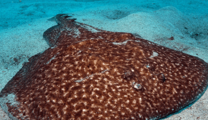 The Arabian Black Electric Ray