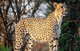 The Death of Cheetah Cub KNG22