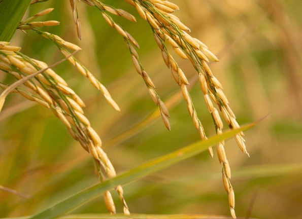 Genetic Innovations in Indian Agriculture