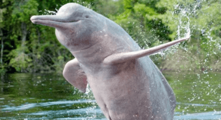 UNEP honors India’s Ganges Dolphin recovery