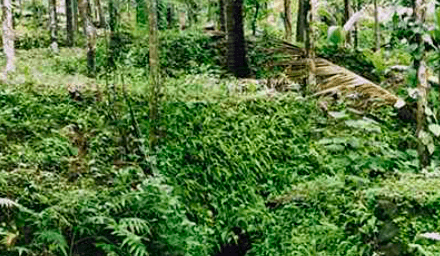 Traditional Surangam Water Harvesting System of Kerala